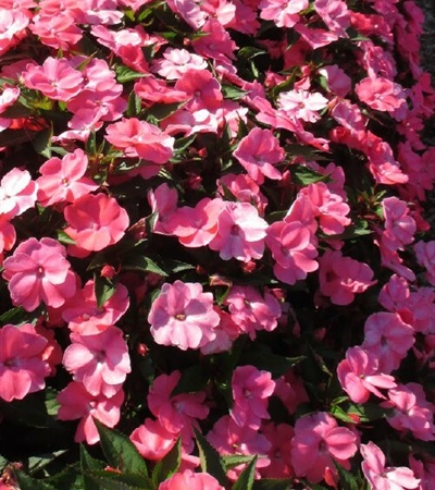 New Guinea Impatiens SunPatiens® Vigorous Shell Pink